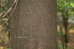 Broussonetia luzonica